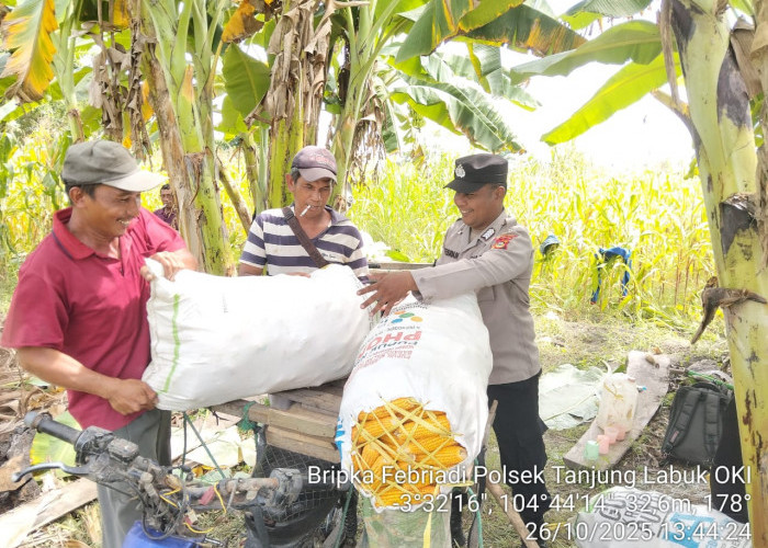 Jagung Pipil Tanjung Lubuk OKI Dijual ke Bulog, Motivasi Masyarakat Sebagai Mata Pencaharian