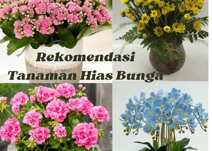 10 Rekomendasi Tanaman Hias Bunga, untuk Dekorasi dan Penyegar Ruangan Saat Lebaran Idul Fitri