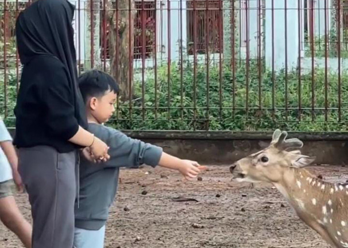 Bupati Banyuasin Terkejut, Rusa di Rumah Dinas Tinggal 13 Ekor! Apa yang Terjadi?