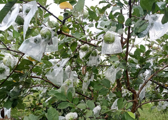Cara Menanam Jambu Kristal di Pot dari Awal hingga Panen, Pemula Bisa Simak Di Sini!