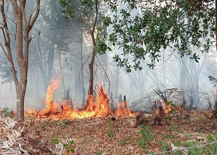 Lahan Kosong di Jalan Sukarela Km 7 Palembang Terbakar, Api Menjalar Dekati Masjid dan Rumah Warga