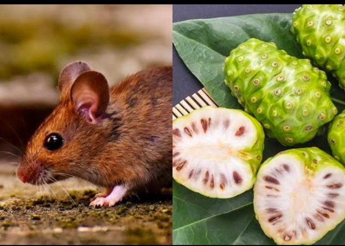 Jangan Anggap Remeh Buah Mengkudu! Ternyata Cukup Letakkan Potongan Buah Ini, Bikin Tikus Kalang Kabut Lho