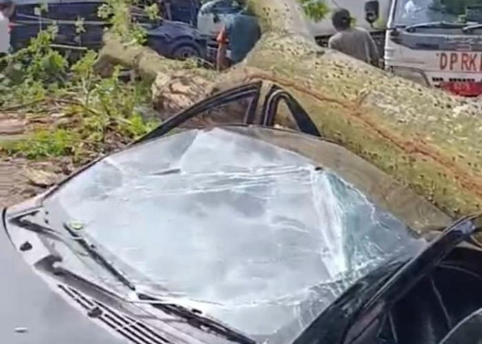 Update, 3 Mobil Ringsek Ditimpa Pohon di Kantor Camat IT I Palembang Ditenggarai Pohon Rapuh Dimakan Usia