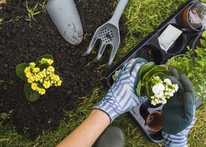 7 Tips Perawatan Tanaman Hias Indoor Agar Tetap Sehat dan Udara Dalam Rumah Selalu Bersih