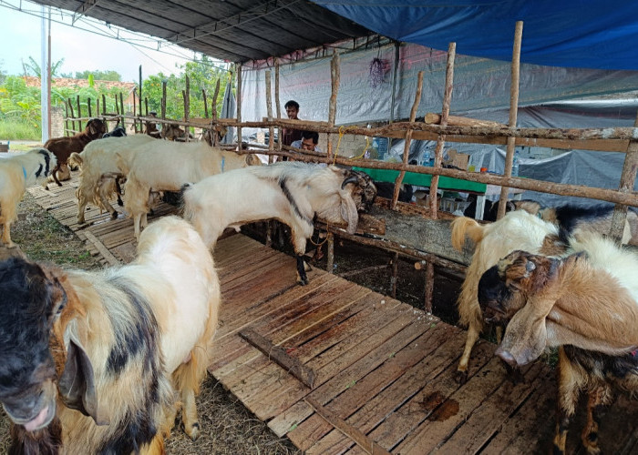 Pedagang Hewan Kurban di Kayuagung Mulai Marak, Kambing Dijual Rp3, 5 Juta