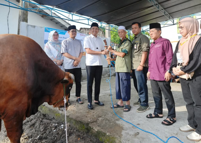 Bupati Ogan Ilir Serahkan Sapi Kurban Presiden Prabowo, Jenis Limousin dengan Berat 950 Kg 
