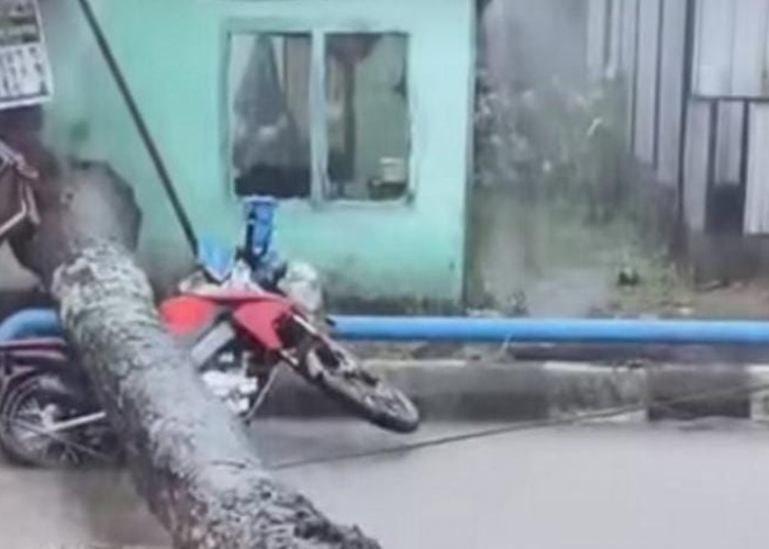 Diguyur Hujan Palembang Dikepung Banjir, Waspada Pohon Tumbang Timpa Motor 