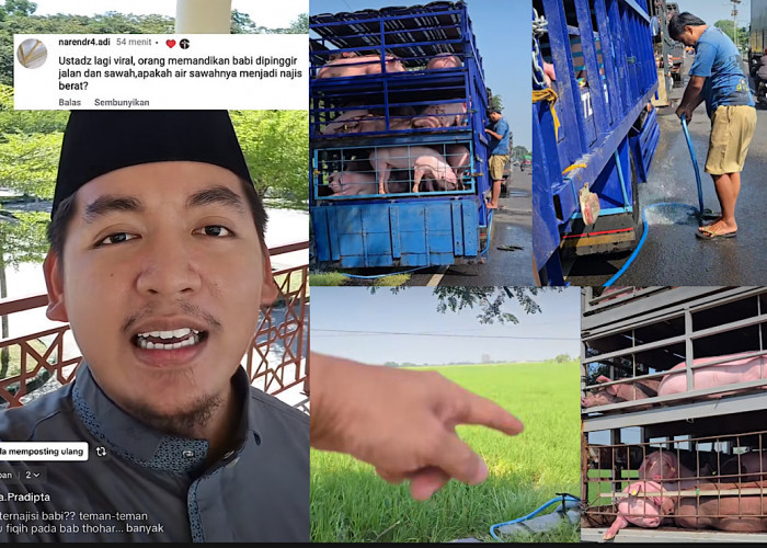 Berikut Penjelasan Ustaz Putra Pradipta Terkait Memandikan Babi di Tepian Sawah Milik Warga
