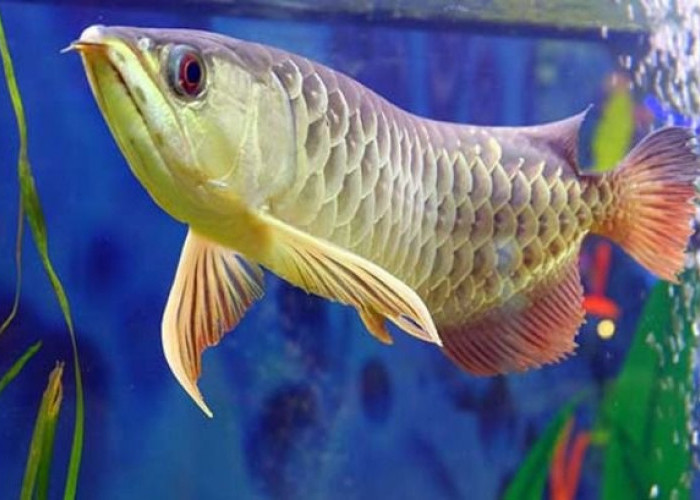 Perhatikan Beberapa Hal Berikut Sebelum Pelihara Ikan Arwana
