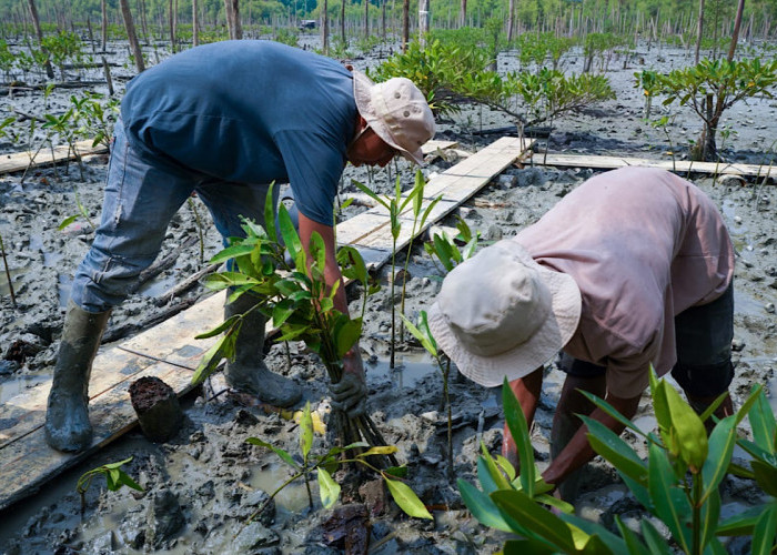 Kisah Masyarakat Pasir Sakti: Dulu Terkikis Abrasi, Kini Tumbuh Mangrove yang Menghidupi