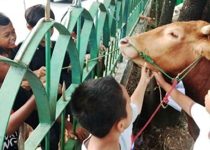 Sebar 3.000 Kupon Daging ke Masyarakat Sekitar, Masjid Agung Potong 20 Ekor Sapi Kurban dan 6 Ekor Kambing 