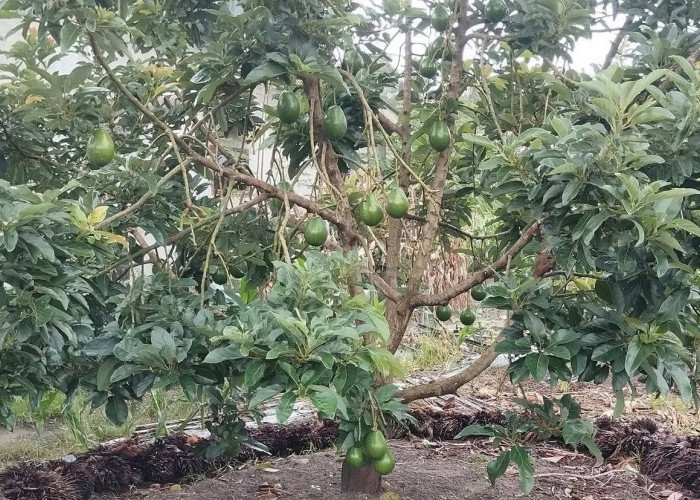 Mengenal 7 Jenis Buah Alpukat, Mana yang Paling Enak dan Tinggi Nutrisinya?