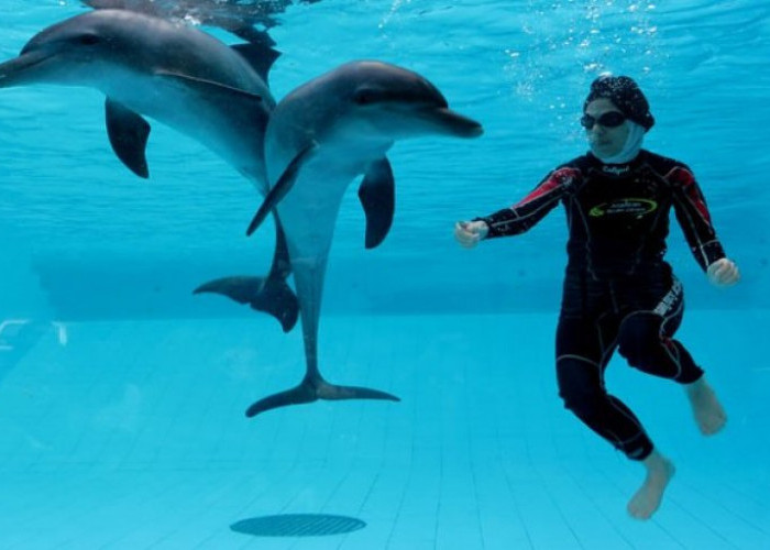 Rasakan Sensasi Seru Swimming With Dolphin di Taman Safari Bogor, Segini Tarifnya!
