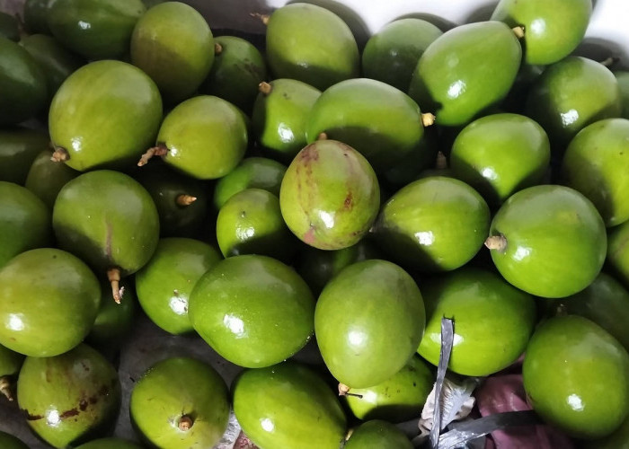  4 Penyakit yang Sering Menyerang Tanaman Alpukat: Berikut Gejala dan Cara Mengatasinya