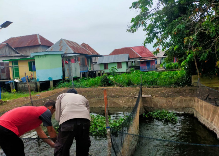 Polsek Pemulutan Ogan Ilir Kembangkan Ternak Ikan di Kolam Budidaya, Dukung Ketahanan Pangan Nasional