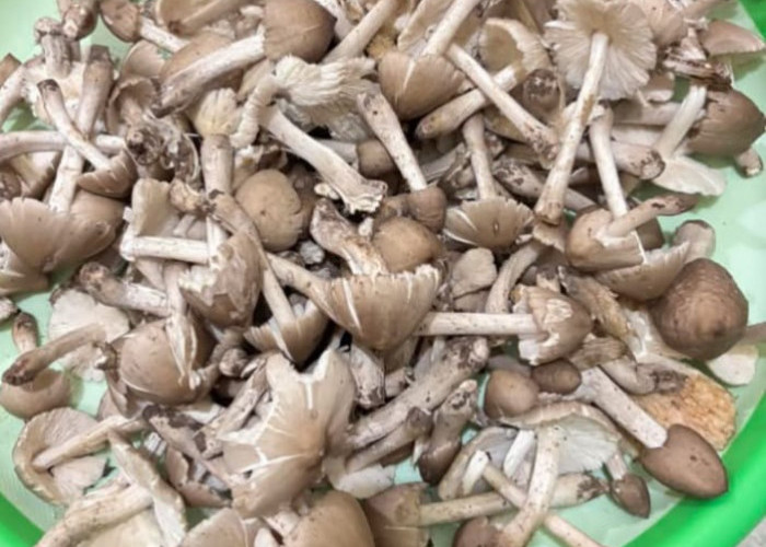 Musim Penghujan Warga Desa di Kabupaten OKI Berburu Jamur Tumbuh di Kebun 