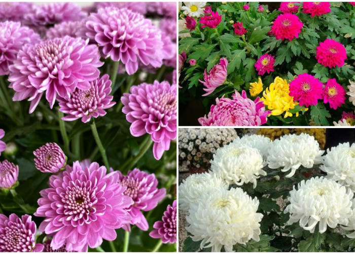 Bunga Krisan: Pesona Keindahan Tanaman Hias Outdoor yang Populer dengan Warna Cantik dan Menawan