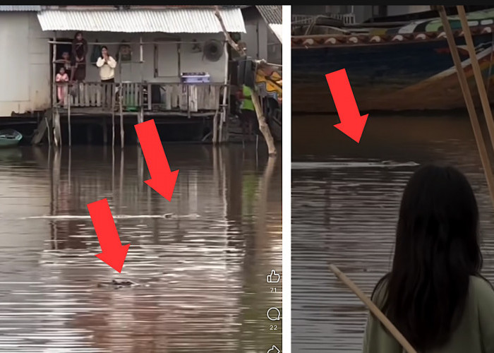 Viral Kemunculan 2 Buaya Manuver di Sungai Jejawi OKI, Berenang Santai Dekat Pemukiman Warga