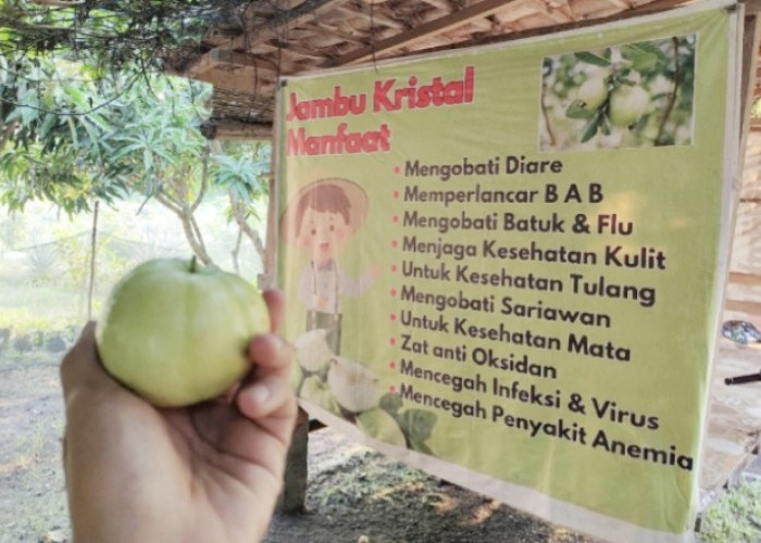 10 Manfaat Jambu Kristal bagi Kesehatan Tubuh, Buah Renyah yang Kaya Nutrisi