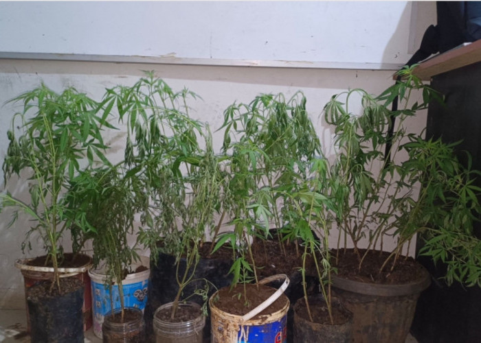 NEKAT Dapur Rumah Jadi Kebun Ganja, Polisi Sita 44 Batang dan Sabu di Empat Lawang