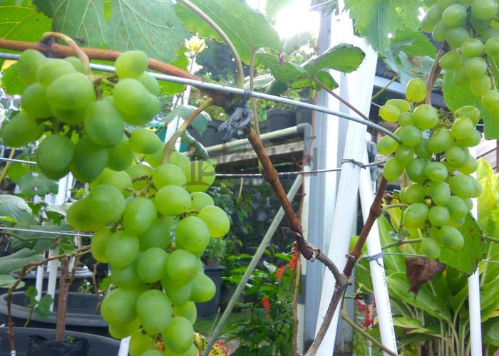 5 Tips Sukses Tabulampot: Tanaman Tumbuh Subur dan Buah Lebat di Lahan Sempit