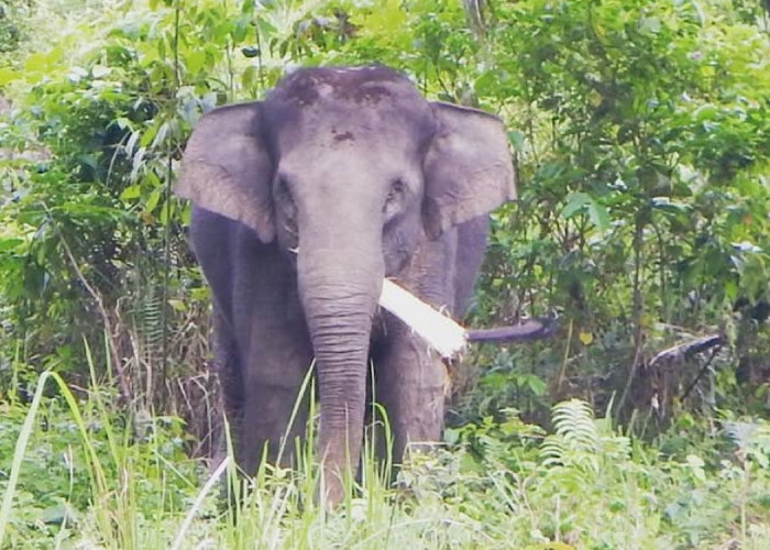 Pengendara Suka Usil Kawanan Gajah Dibikin Konten Sedang Migrasi di Wilayah Perlintasan Gajah PALI-Musi Rawas