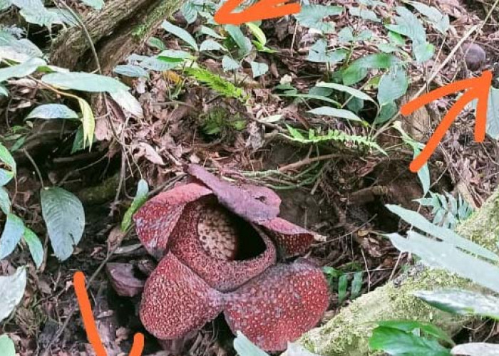 Tiga Bunga Rafflesia Arnoldi di Pasemah Air Keruh Belum Mekar