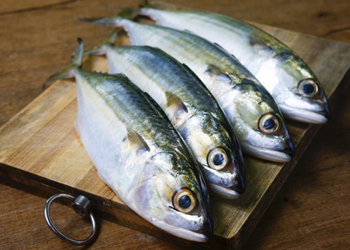 Penjualan Ikan Salem Dilarang, Saatnya Beralih Konsumsi Ikan Kembung, Mua Tau Manfaatnya?