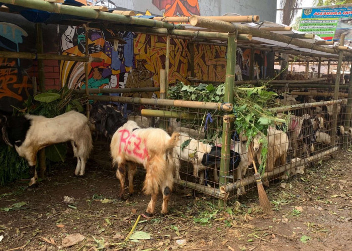 Jelang Iduladha 2026, Harga Sapi dan Kambing Kurban Mulai Merangkak Naik