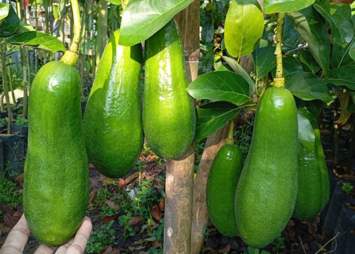 4 Cara Peram Buah Alpukat agar Cepat Matang dan Siap Dikonsumsi 