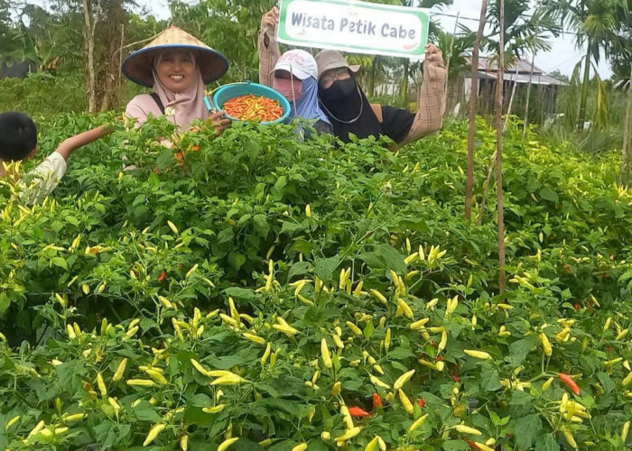 Cara Menanam Cabe agar Cepat Berbuah: Tips Pemilihan Bibit hingga Panen
