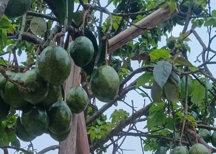 Pohon Alpukat Bisa Panen Berkali-kali dalam Setahun, Asal Perawatanya Tepat