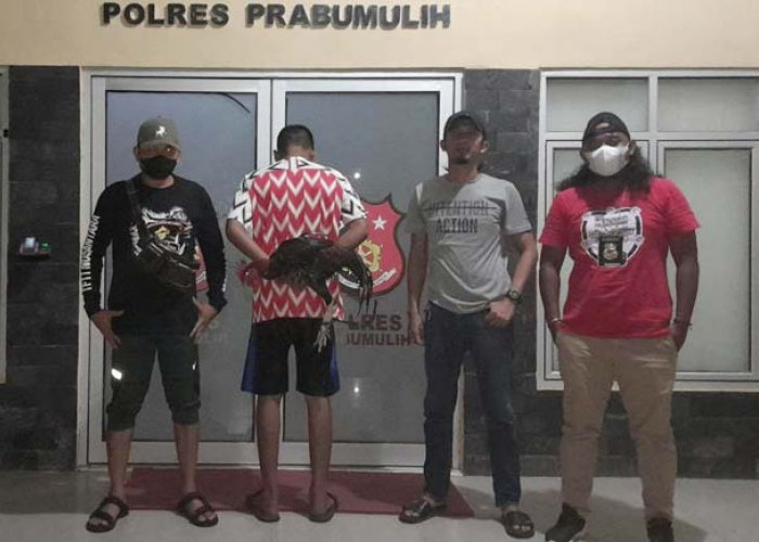 Maling 11 Ekor Ayam, Remaja 17 Tahun di Prabumulih Diringkus Polisi 