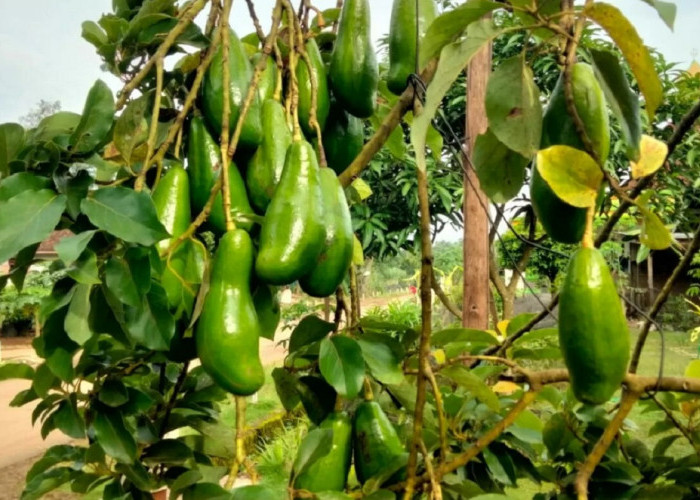  Cara Alami Agar Pohon Alpukat Cepat Berbuah Lebat dan Dagingnya Tebal