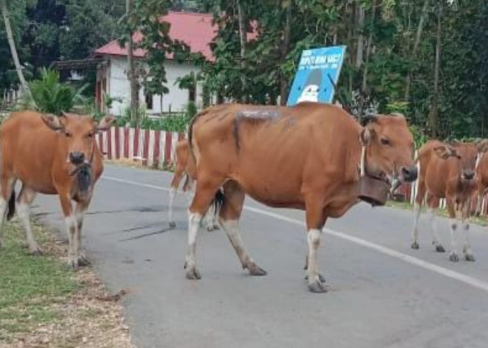 Hewan Ternak Sapi Berkeliaran di Pedamaran OKI Tabrak Pengemudi Motor hingga Luka-luka