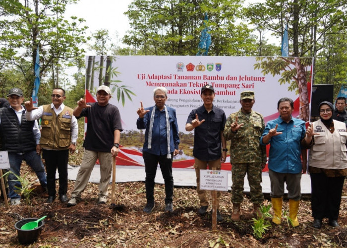 Dua Dekade Bebas Karhutla, Restorasi Lahan Gambut di Sepucuk OKI Jadi Rujukan Nasional