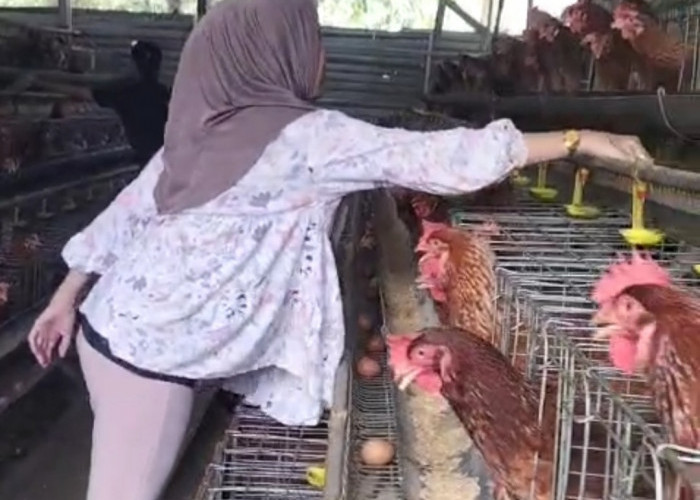 Usaha Ternak Ayam Petelur di Sindang Sari OKI Mulai Menghasilkan Setiap Sore Panen 19 Kg