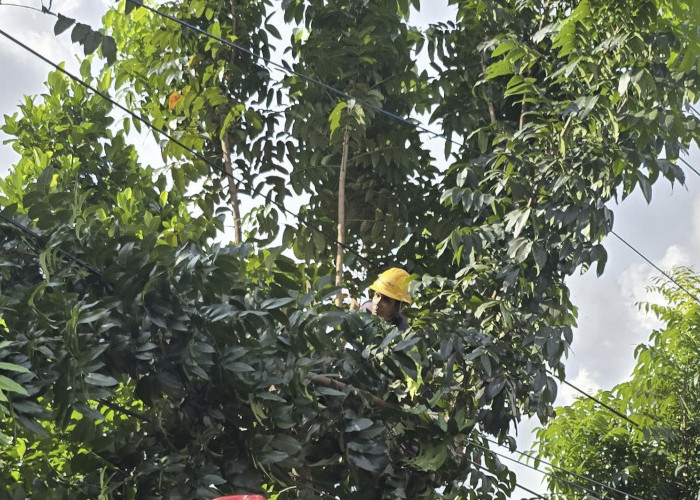 Upaya Jaga Kehandalan Listrik, PLN ULP Indralaya Gelar Rabas Pohon