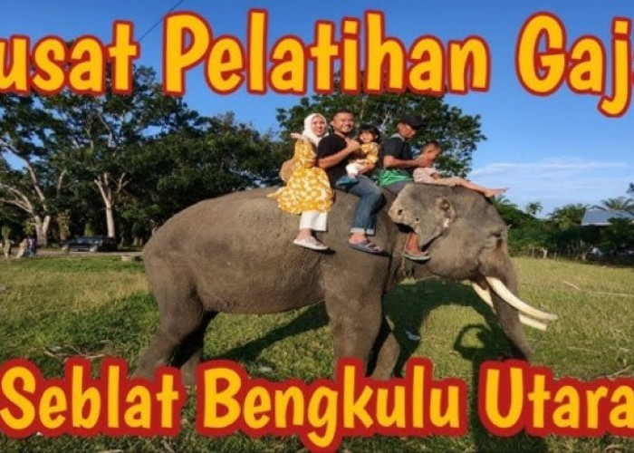 Mengenal Pusat Latihan Gajah Seblat Bengkulu, Wisata Edukasi Seru yang Cocok Dikunjungi Saat Liburan Sekolah