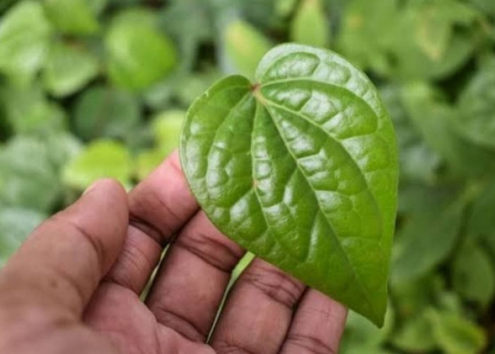 7 Manfaat Daun Sirih untuk Kesehatan yang Jarang Diketahui