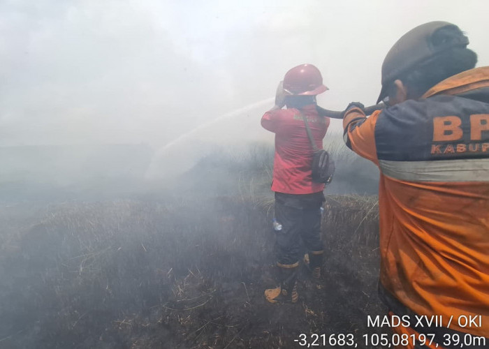 Belasan Hektar Hamparan Purun di Kecamatan Pangkalan Lampam OKI Hangus Terbakar