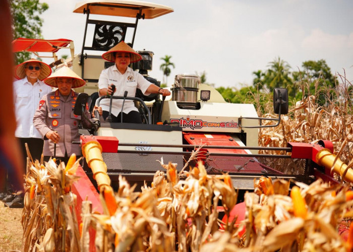 Panen Raya Kuartal III Polri Hasilkan 751 Ribu Ton Jagung, Bukti Nyata Dukung Swasembada Pangan