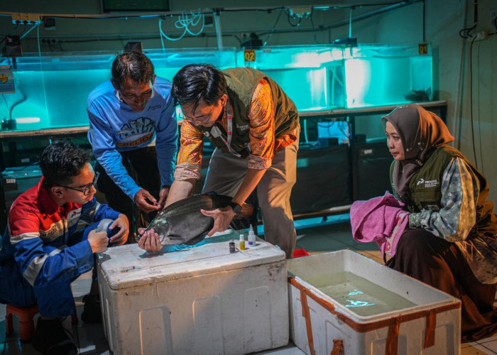 Pertamina Patra Niaga Perkuat Pondasi Ekonomi Warga Sekitar Sungai Musi Lewat Program Belida Musi Lestari