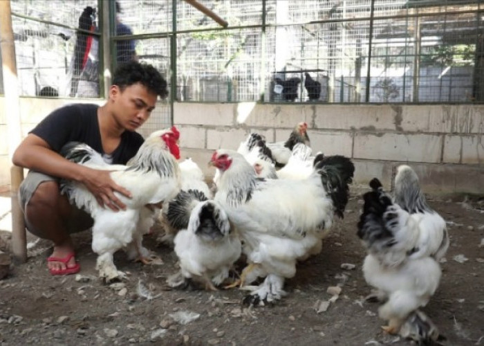 Cara Mudah Beternak Ayam Brahma di Tengah Demam Ayam Hias, Bisnis Rumahan Berpotensi Raup Cuan