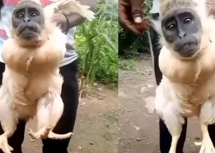Heboh Video Ayam Berkepala Monyet, Netizen: Itu Filter Kah?