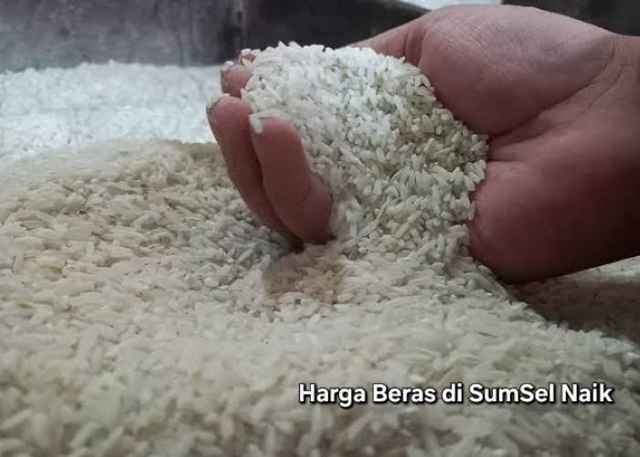 Harga Beras Medium di Sumsel Naik Jadi Rp13.500 per Kg, Stok Masih Aman Hingga 4 Bulan ke Depan