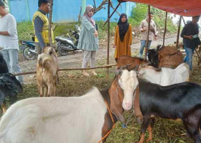 Kambing Kacang Diminati Masyarakat untuk Berkurban