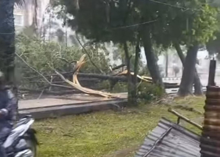 Hujan Deras Disertai Angin Kencang di Palembang, Berikut Titik Lokasi Pohon Tumbang hingga Hujan Es 