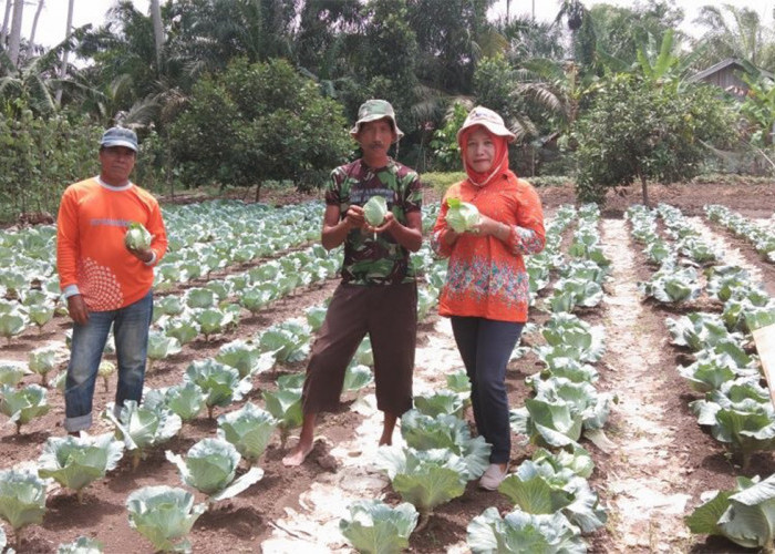 5 Manfaat Konsumsi Daun Kol untuk Kesehatan, Khasiat Luar Biasa!