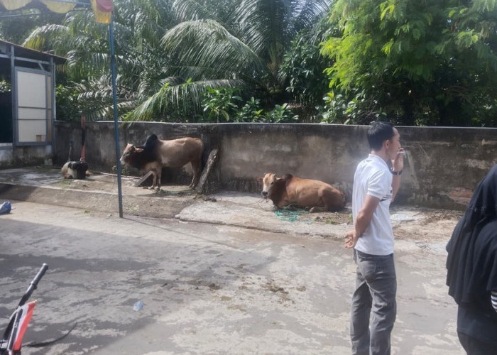 Warga Villa Gardena 4 Berkurban 6 Sapi-3 Kambing